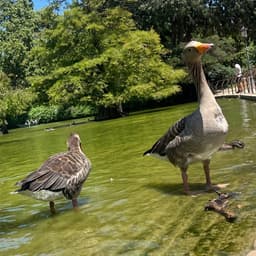 amantes de los Patos 🦆